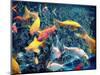 Photographic Layer Work from Swimming Fishes and Leafes-Alaya Gadeh-Mounted Photographic Print