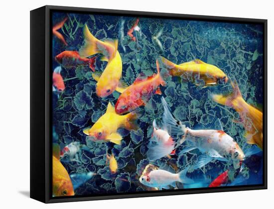 Photographic Layer Work from Swimming Fishes and Leafes-Alaya Gadeh-Framed Stretched Canvas