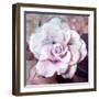 Photographic Layer Work of a White Rose-Alaya Gadeh-Framed Photographic Print