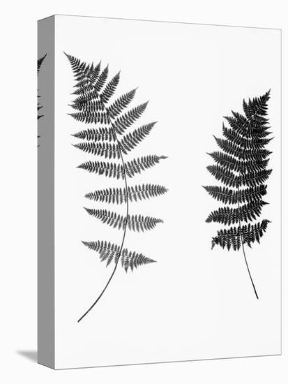 Photographic Study Of Fern Leaves-Bettmann-Stretched Canvas