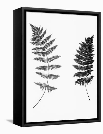 Photographic Study Of Fern Leaves-Bettmann-Framed Stretched Canvas