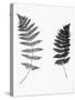 Photographic Study Of Fern Leaves-Bettmann-Stretched Canvas