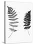 Photographic Study Of Fern Leaves-Bettmann-Stretched Canvas