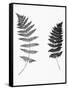 Photographic Study Of Fern Leaves-Bettmann-Framed Stretched Canvas