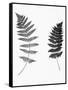 Photographic Study Of Fern Leaves-Bettmann-Framed Stretched Canvas