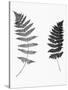 Photographic Study Of Fern Leaves-Bettmann-Stretched Canvas