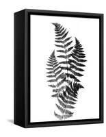 Photographic Study Of Fern Leaves-Bettmann-Framed Stretched Canvas