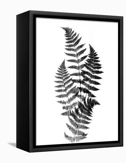 Photographic Study Of Fern Leaves-Bettmann-Framed Stretched Canvas