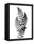 Photographic Study Of Fern Leaves-Bettmann-Framed Stretched Canvas