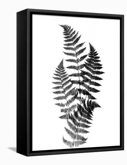 Photographic Study Of Fern Leaves-Bettmann-Framed Stretched Canvas