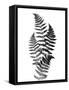 Photographic Study Of Fern Leaves-Bettmann-Framed Stretched Canvas