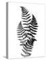 Photographic Study Of Fern Leaves-Bettmann-Stretched Canvas