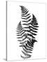 Photographic Study Of Fern Leaves-Bettmann-Stretched Canvas