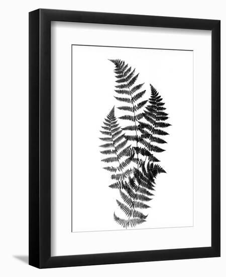 Photographic Study Of Fern Leaves-Bettmann-Framed Premium Photographic Print