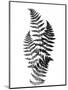 Photographic Study Of Fern Leaves-Bettmann-Mounted Premium Photographic Print