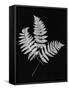 Photographic Study Of Fern Leaves-Bettmann-Framed Stretched Canvas