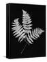 Photographic Study Of Fern Leaves-Bettmann-Framed Stretched Canvas