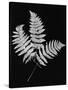 Photographic Study Of Fern Leaves-Bettmann-Stretched Canvas