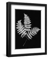 Photographic Study Of Fern Leaves-Bettmann-Framed Premium Photographic Print