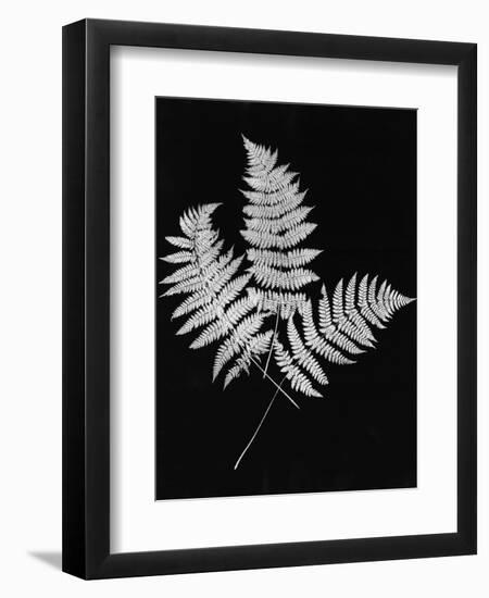 Photographic Study Of Fern Leaves-Bettmann-Framed Premium Photographic Print