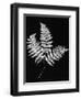 Photographic Study Of Fern Leaves-Bettmann-Framed Premium Photographic Print