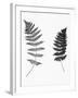 Photographic Study Of Fern Leaves-Bettmann-Framed Photographic Print