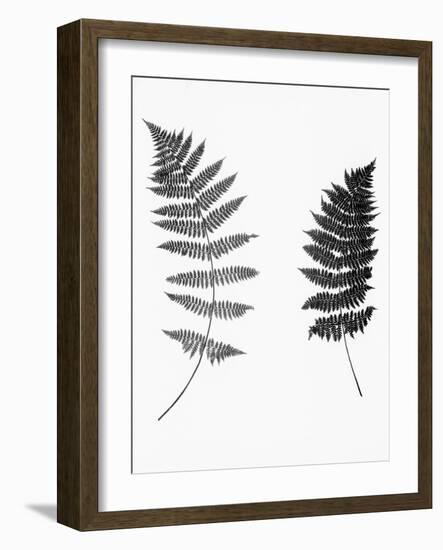 Photographic Study Of Fern Leaves-Bettmann-Framed Photographic Print