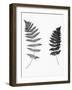 Photographic Study Of Fern Leaves-Bettmann-Framed Photographic Print