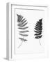 Photographic Study Of Fern Leaves-Bettmann-Framed Photographic Print