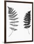 Photographic Study Of Fern Leaves-Bettmann-Framed Photographic Print