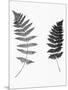 Photographic Study Of Fern Leaves-Bettmann-Mounted Photographic Print