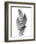 Photographic Study Of Fern Leaves-Bettmann-Framed Photographic Print