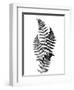 Photographic Study Of Fern Leaves-Bettmann-Framed Photographic Print