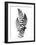 Photographic Study Of Fern Leaves-Bettmann-Framed Photographic Print