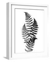 Photographic Study Of Fern Leaves-Bettmann-Framed Photographic Print