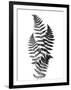 Photographic Study Of Fern Leaves-Bettmann-Framed Photographic Print