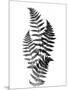 Photographic Study Of Fern Leaves-Bettmann-Mounted Photographic Print