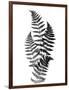 Photographic Study Of Fern Leaves-Bettmann-Framed Photographic Print