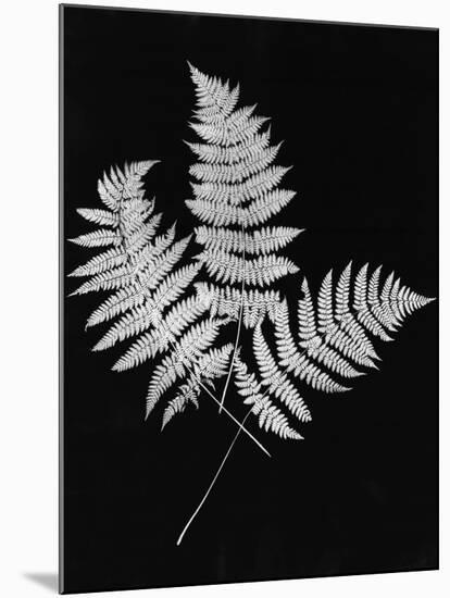 Photographic Study Of Fern Leaves-Bettmann-Mounted Photographic Print