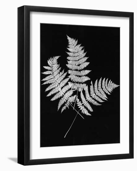 Photographic Study Of Fern Leaves-Bettmann-Framed Photographic Print