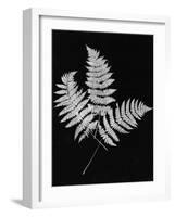 Photographic Study Of Fern Leaves-Bettmann-Framed Photographic Print