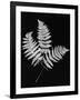 Photographic Study Of Fern Leaves-Bettmann-Framed Photographic Print