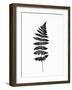 Photographic Study of Fern Leaves-null-Framed Premium Giclee Print