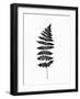 Photographic Study of Fern Leaves-null-Framed Premium Giclee Print
