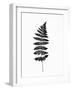 Photographic Study of Fern Leaves-null-Framed Premium Giclee Print