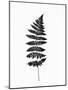 Photographic Study of Fern Leaves-null-Mounted Premium Giclee Print