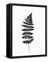 Photographic Study of Fern Leaves-null-Framed Stretched Canvas