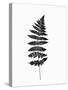 Photographic Study of Fern Leaves-null-Stretched Canvas