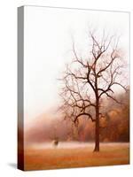 Photography Study Elk in the Mist-null-Stretched Canvas