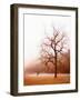 Photography Study Elk in the Mist-null-Framed Photographic Print